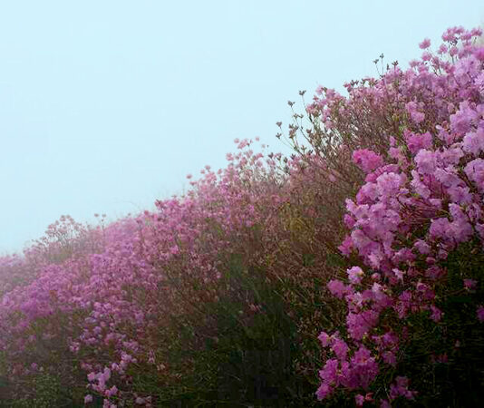 분홍빛 꽃 물결이 장관인 진달래 명소 4곳