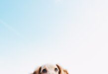 동물보호센터 지정 신청 공고 게시 a brown dog sitting on top of a sandy beach
