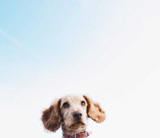 동물보호센터 지정 신청 공고 게시 a brown dog sitting on top of a sandy beach