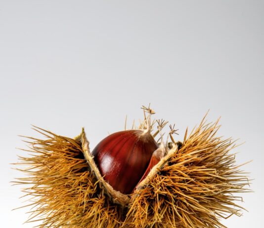 겨울철 간식, 칼로리 걱정 없는 선택법 red onion on hays