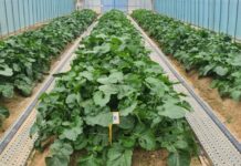 경기도농업기술원, 공익직불제 대응 ‘순무’ 비료 사용 처방기준 설정