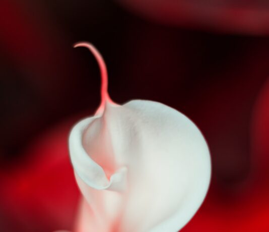 “생리 전에 너무 붓고 예민해져요”… 호르몬이 흔들 때 필요한 루틴은 따로 있다 white flower in red background