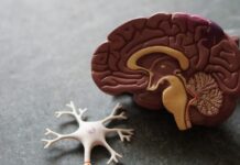 건강한 뇌를 위한 생활습관, 지금 시작해야 할 뇌건강 관리법 human brain toy