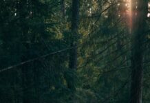 서울 직장인들 사이에서 ‘마음 챙김 산책’ 인기…일상 스트레스 관리법으로 주목 man walking near trees